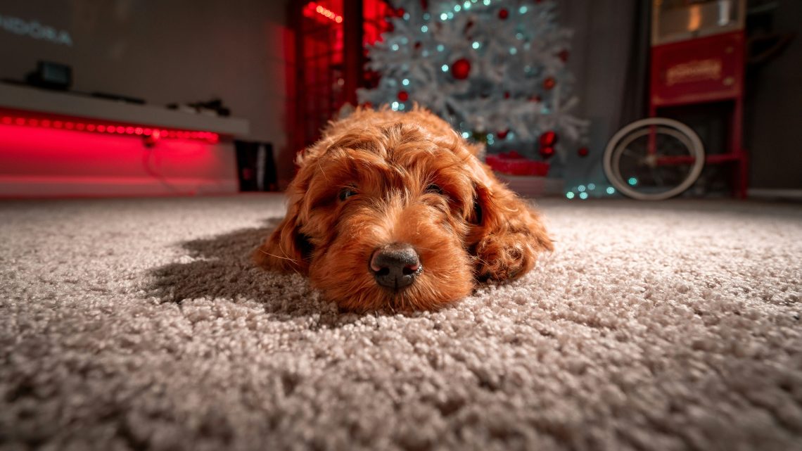 χαλιά και κατοικίδια